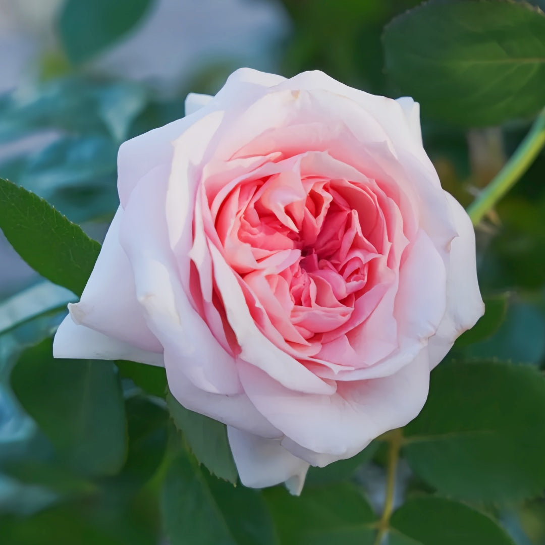 Chateau de Barbeyrolles Rose