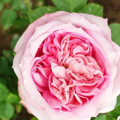 Chateau de Barbeyrolles Rose