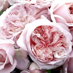 Chateau de Barbeyrolles Rose