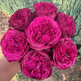 Cherry Velvet rose-樱桃丝绒|Netherlands Cut Rose