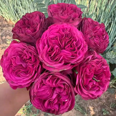 Cherry Velvet rose-樱桃丝绒|Netherlands Cut Rose