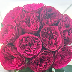 Cherry Velvet rose-樱桃丝绒|Netherlands Cut Rose