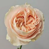 Chiffon Rose