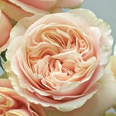 Chiffon Rose