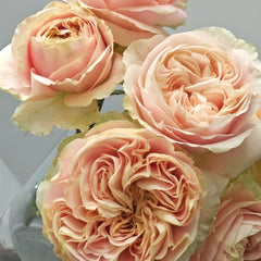 Chiffon Rose