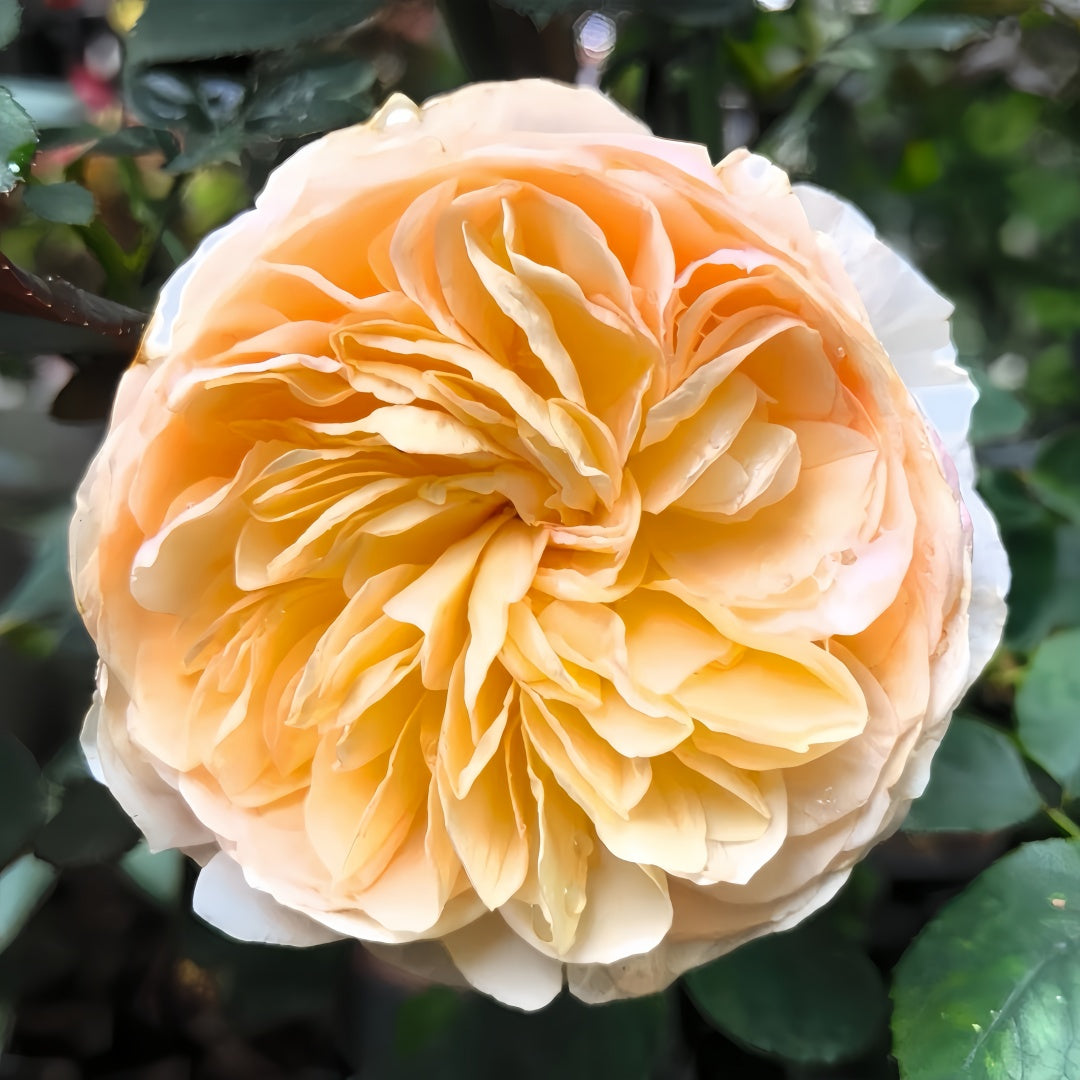 Chinese Juliet Rose