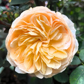 Chinese Juliet Rose