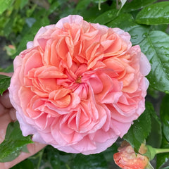 Chippendale Rose