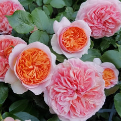 Chippendale Rose