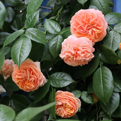 Chippendale Rose