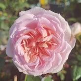 Chocolate Romantic Rose