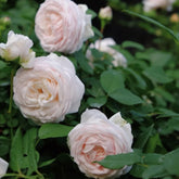 Clothilde Souper Rose