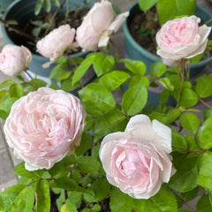 Clothilde Souper Rose