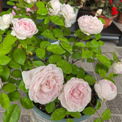 Clothilde Souper Rose