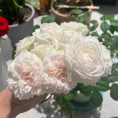 Clothilde Souper Rose