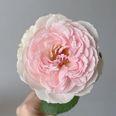Cocotte Rose