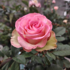 Cool Water Rose