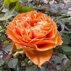 Copper Kiss Rose