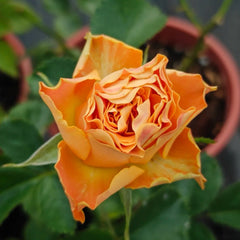 Copper Kiss Rose
