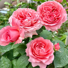 Corail gelee Rose