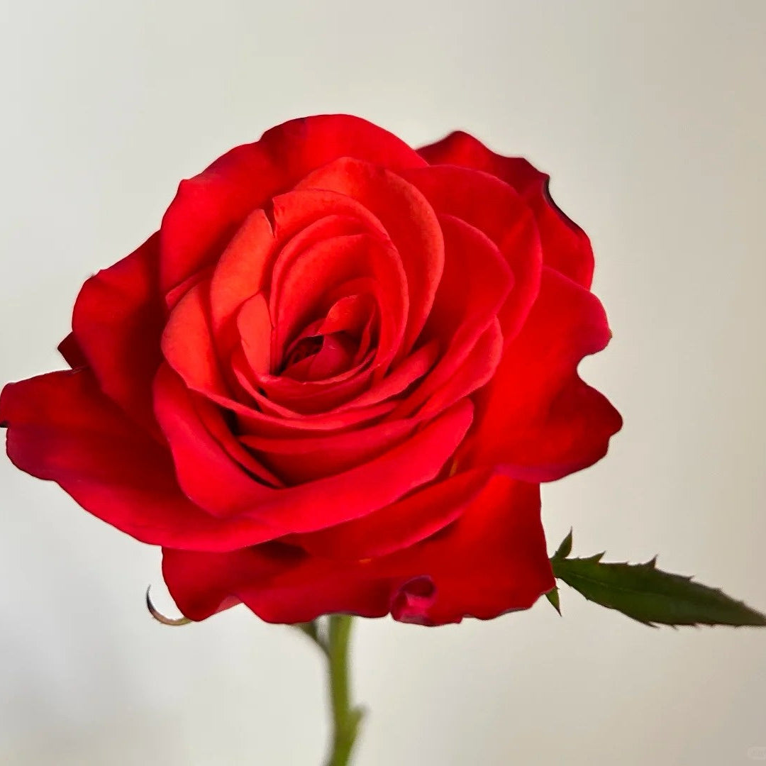 Coral Sea Rose