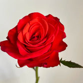 Coral Sea Rose