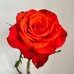 Coral Sea Rose