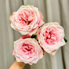 Cosmic Dragon Fruit Rose-超级火龙果 | Chinese Cut roses -Pre-Sale