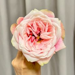 Cosmic Dragon Fruit Rose-超级火龙果 | Chinese Cut roses -Pre-Sale