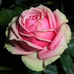 Cosmic Dragon Fruit Rose-超级火龙果 | Chinese Cut roses -Pre-Sale