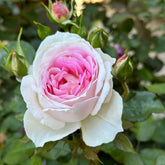 Couleur de l’amour Rose