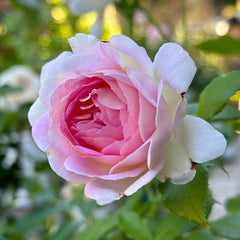 Couleur de l’amour Rose