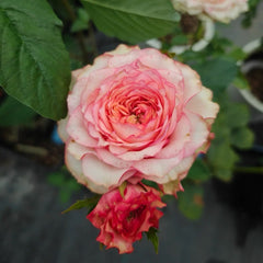 Country Spirit House Rose