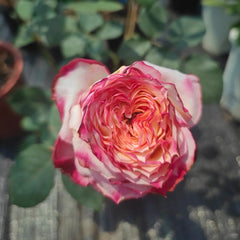 Country Spirit House Rose