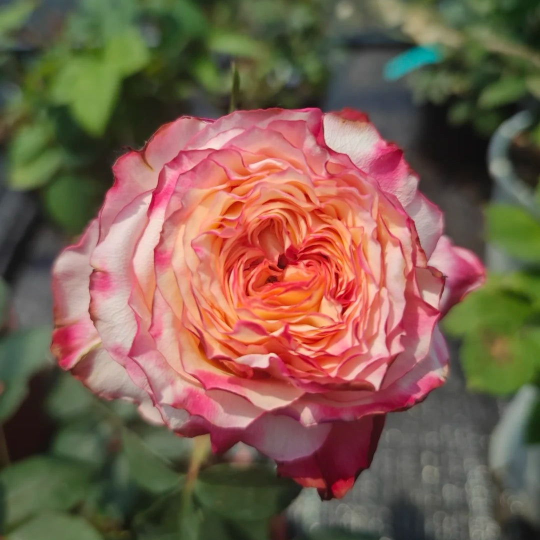 Country Spirit House Rose