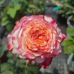 Country Spirit House Rose