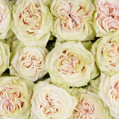 Country Spirit Secret Rose