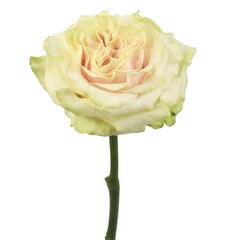 Country Spirit Secret Rose