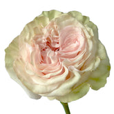 Country Spirit Secret Rose