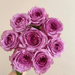 Country Song Rose-乡村音乐|Germany Cut Rose