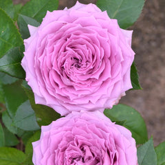 Country Song Rose