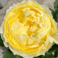 Cream Cake Rose