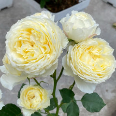Cream Cake Rose