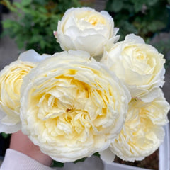 Cream Cake Rose