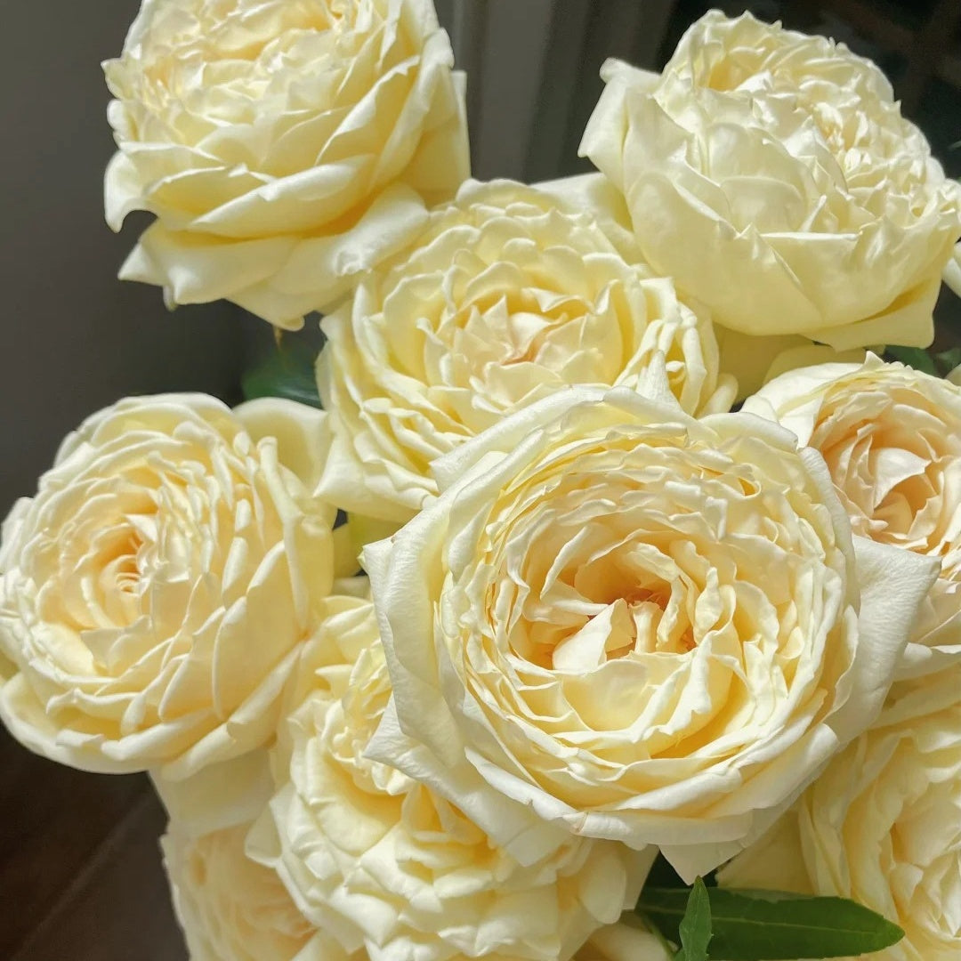 Cream Yves Piaget Rose