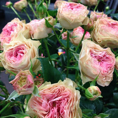 Rosa Loves Me -Two Times-爱我几何|Danish cut roses