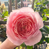Dames de Chenonceau Rose