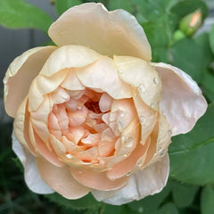 Dannahue rose