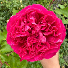 Dark Pink Rose-玫红|Cut Rose