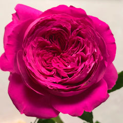 Dark Pink Rose-玫红|Cut Rose